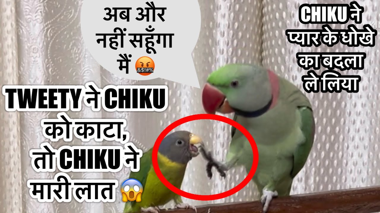 Tweety Ne kaata To Maine  😡Laat Maar Di 😱Maine Badla Le Liya 🥹🦜