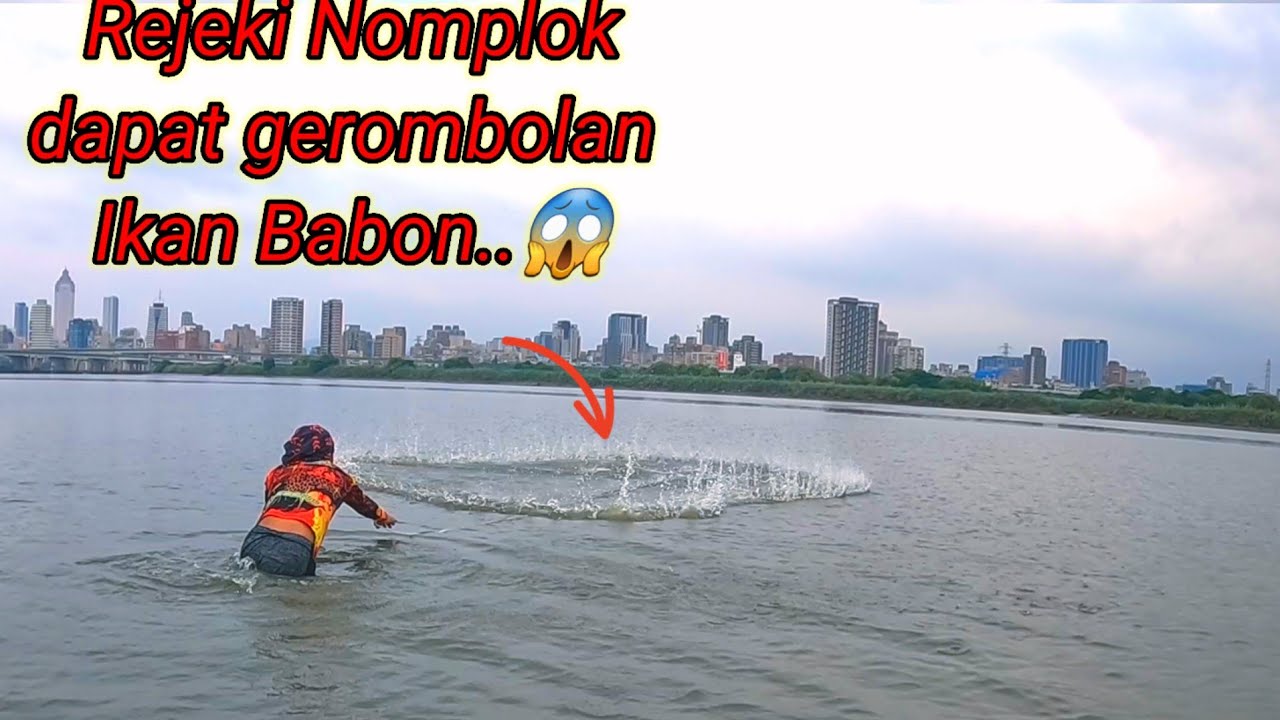 REJEKI JALA IKAN DI SORE HARI DAPAT GEROMBOLAN IKAN BESAR SAMPAI TAK KUAT ANGKAT /NET FISHING