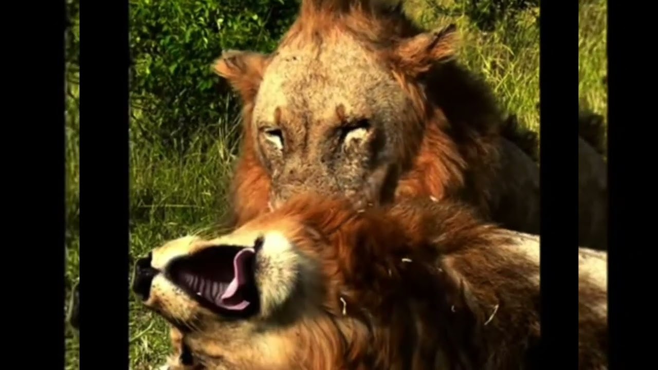 The update of nkumati male lions or Mahengni pride males .