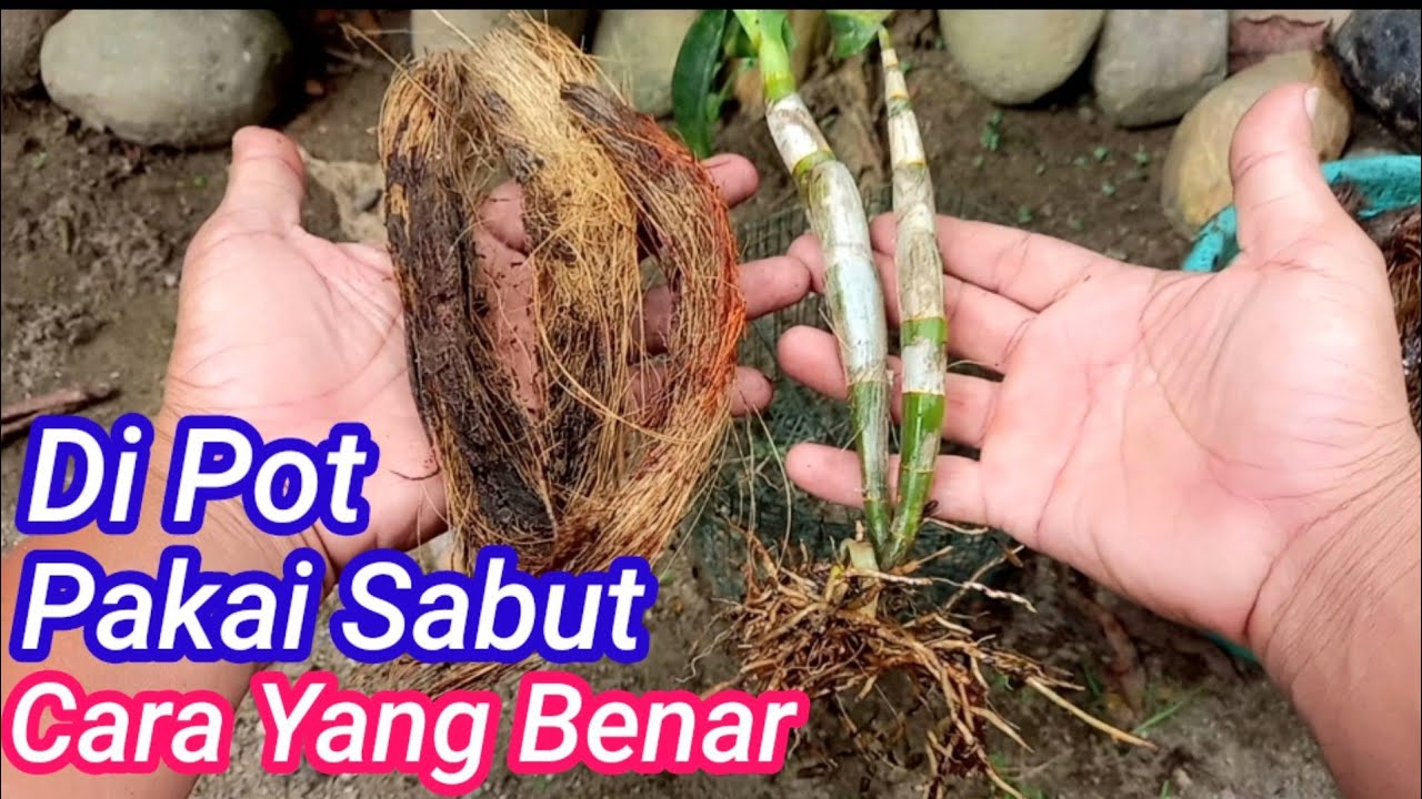 Cara Menanam Anggrek Yang Benar