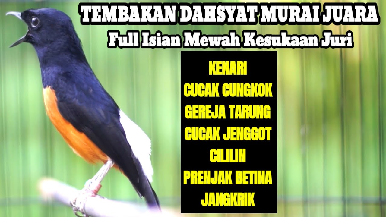 SUARA MASTERAN MURAI BATU 100% AMPUH MEMANCING EMOSI AGAR BONGKAR ISIAN
