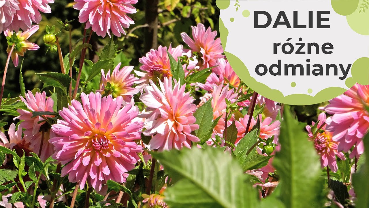 Dalie - odmiany i zasady uprawy. Gdzie najlepiej sadzić i jak o nie dbać.