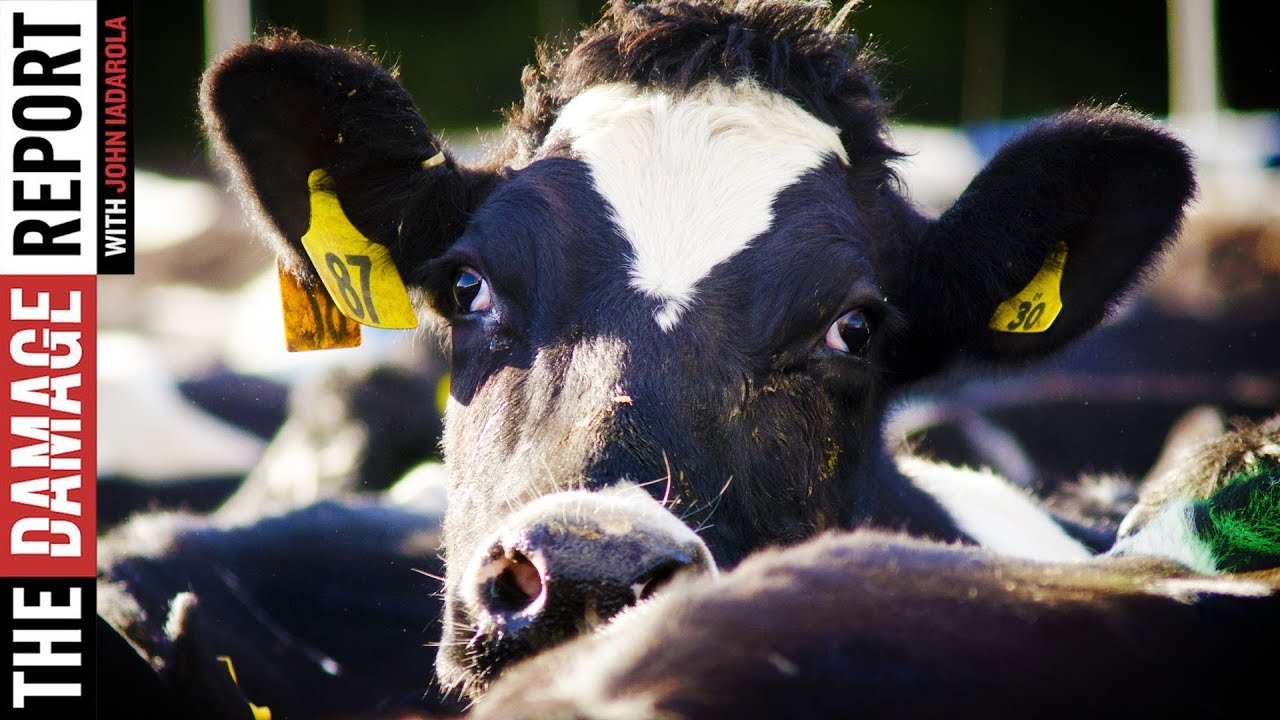 How To End Animal Farming