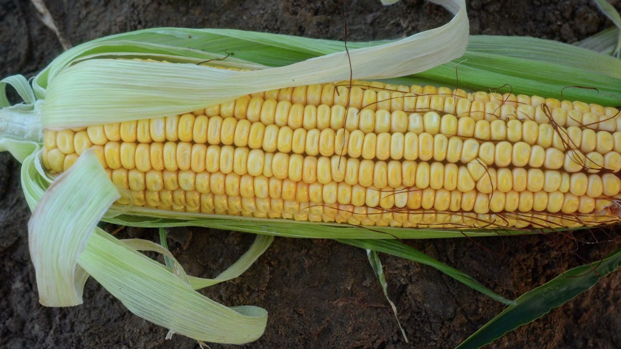 Dent Corn | Colorado Field Crop Tour