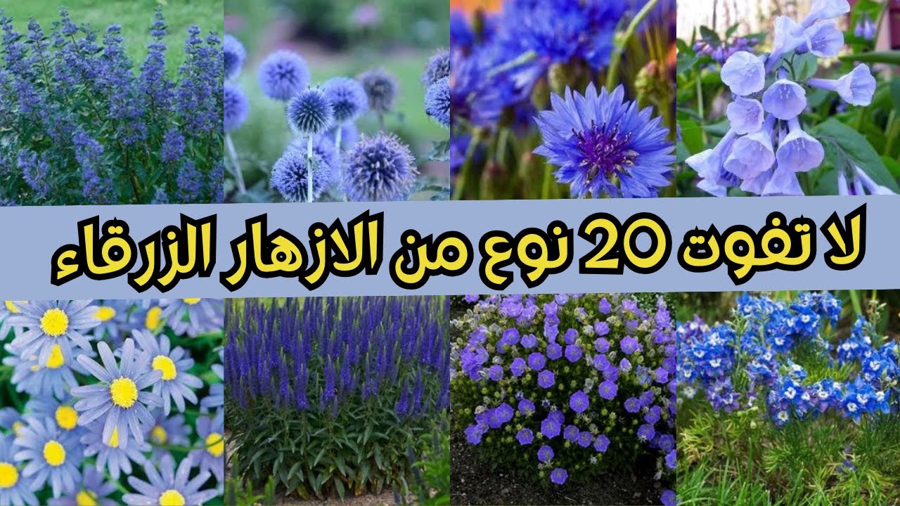 لا تفوت 20 نوع من الازهار الزرقاء الجميلة لتزيين حديقتك #تنسيق_حدائق