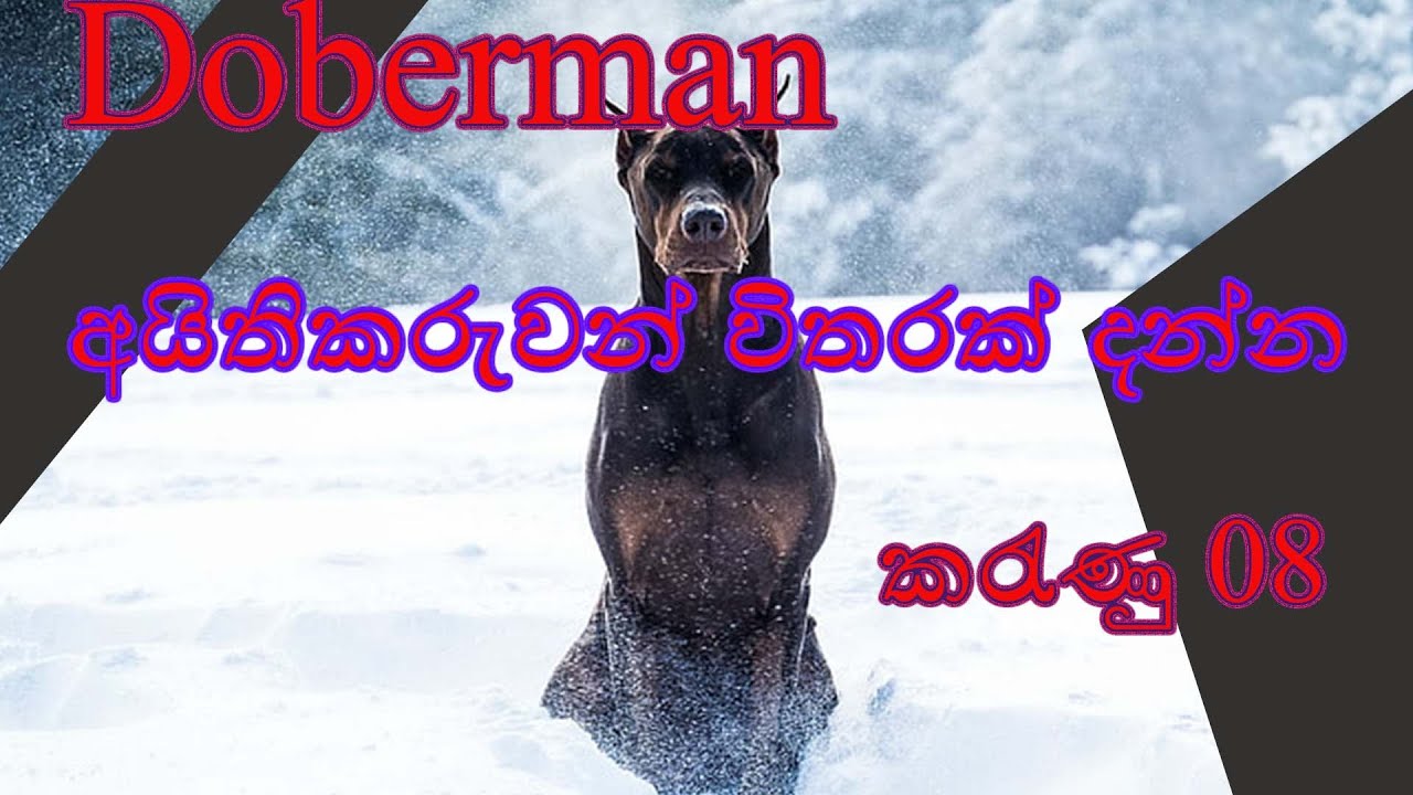 Top 08 Facts Only Doberman Owners Know Sinhala | Doberman අයිතිකරුවන් විතරක් දන්න කරැණු 08