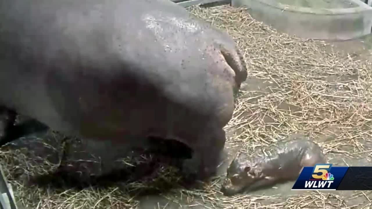 Fiona is a big sister: Cincinnati zoo's hippo Bibi gives birth to second hippo baby
