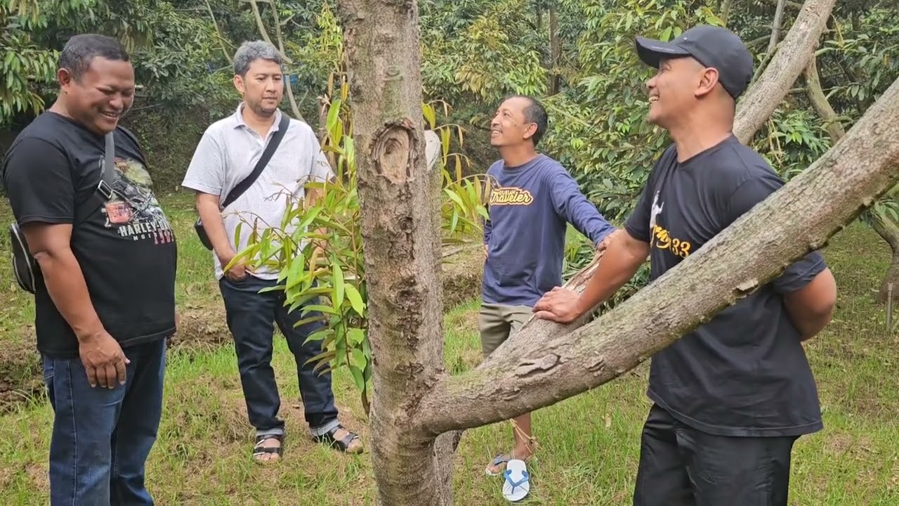 Haji Abun Sidak Kebun Durian Sam Yanto To Malang
