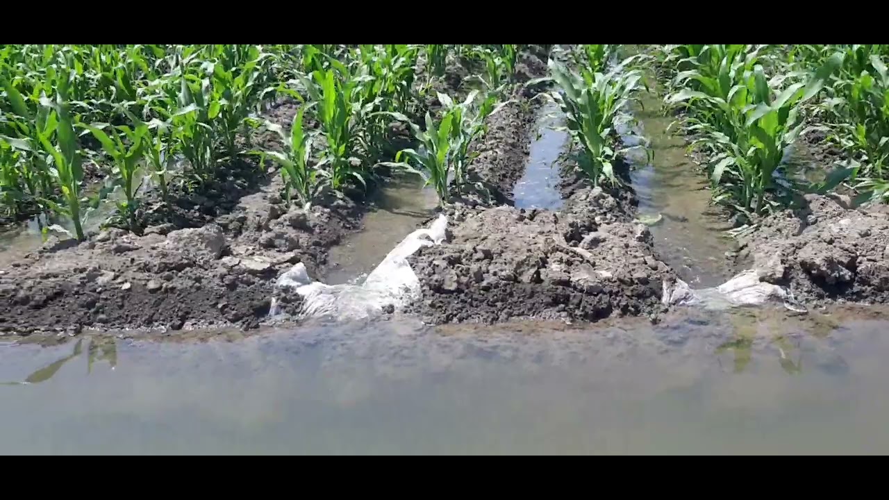 Makka joxori sugorish uslubi suv tanqis bolgan joylarda