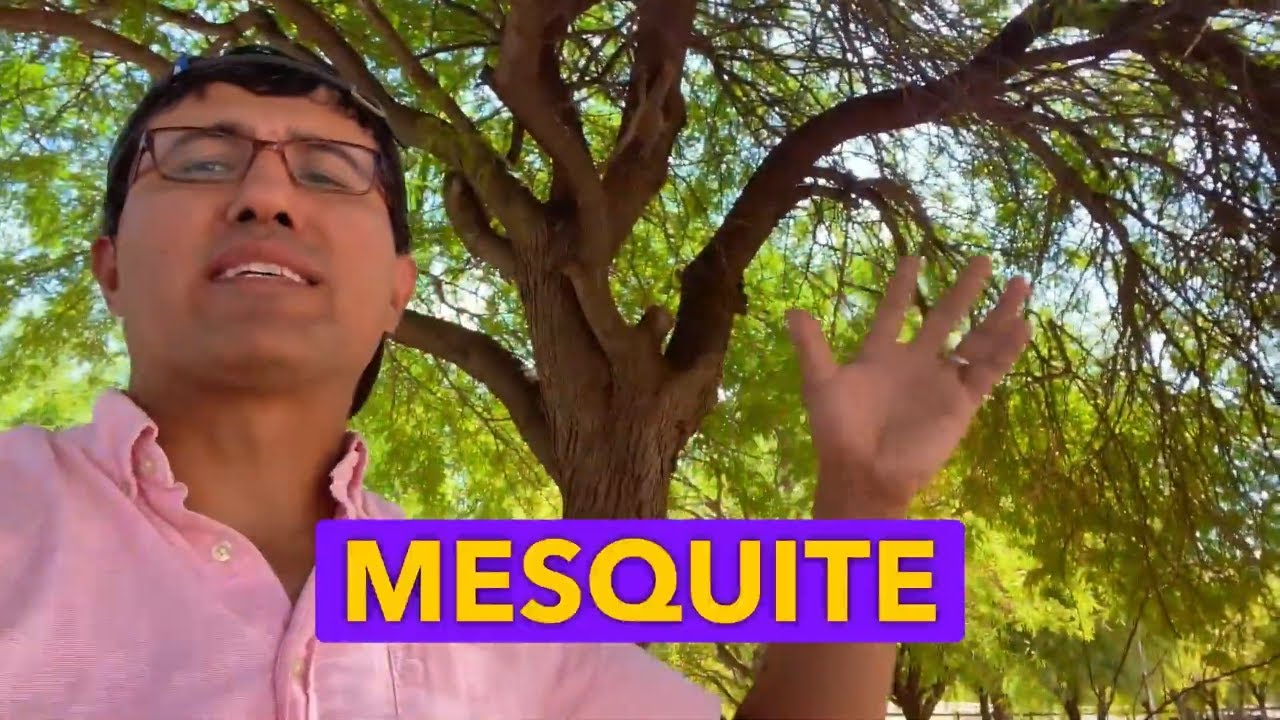 Mesquite Trees: The Ultimate Solution for Desert Farming 🌵 | Thrive in Drought Conditions
