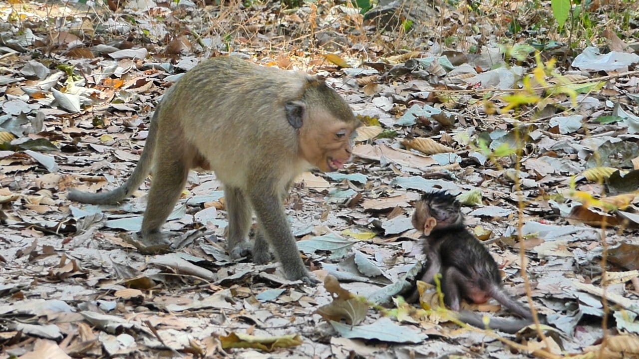Teaching baby Avery walk on ground__ Very lovely | AB Wildlife