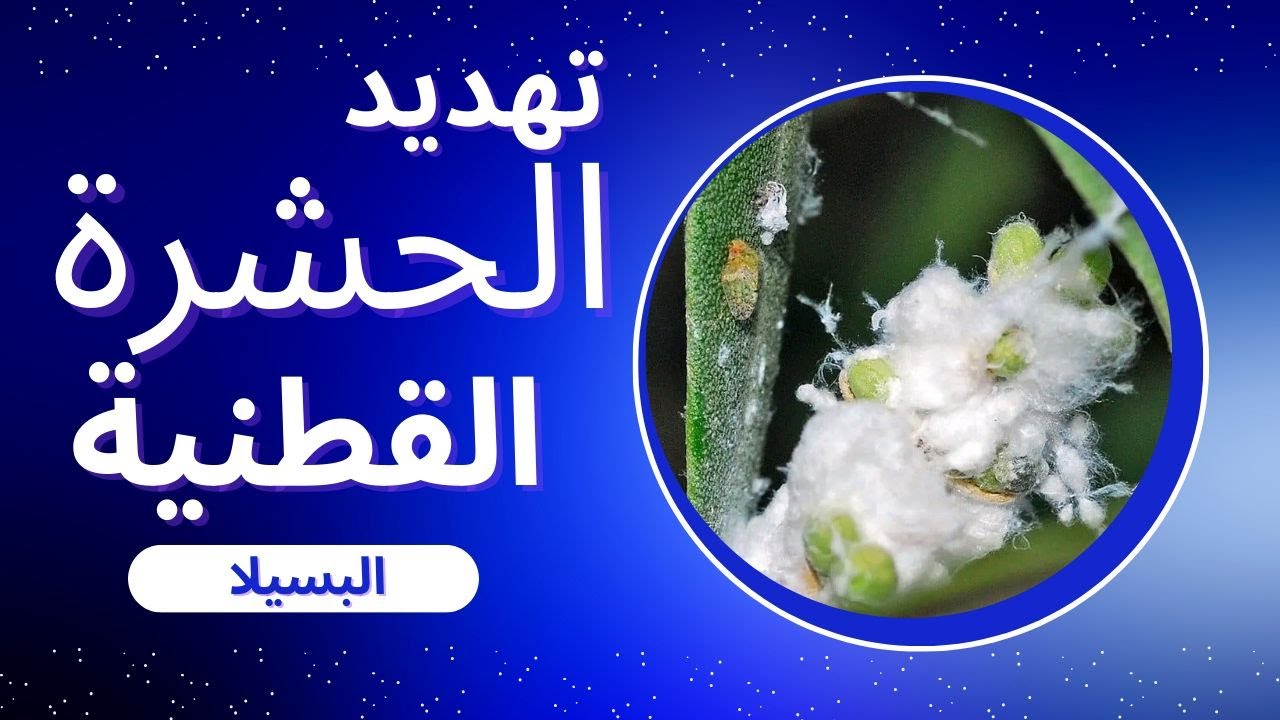 لا تفقد محصولك بسبب الحشرة القطنية! متى؟؟ و كيف تبدأ بالمكافحة!!! ( 🫒 🌿 .....@JannatAlZaytoun  ).