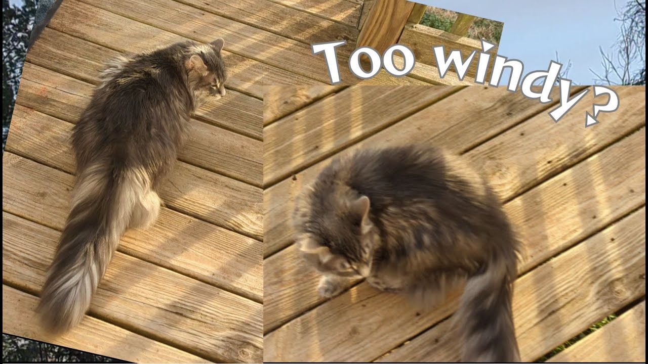 FEISTY'S QUICK REACTION to the WINDS Ha-Ha-Ha