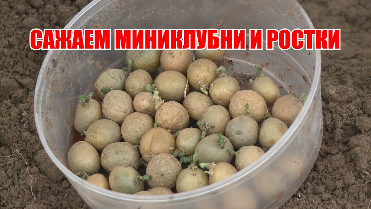 Сажаем рассаду картофеля, миниклубни. Ответы на вопросы
