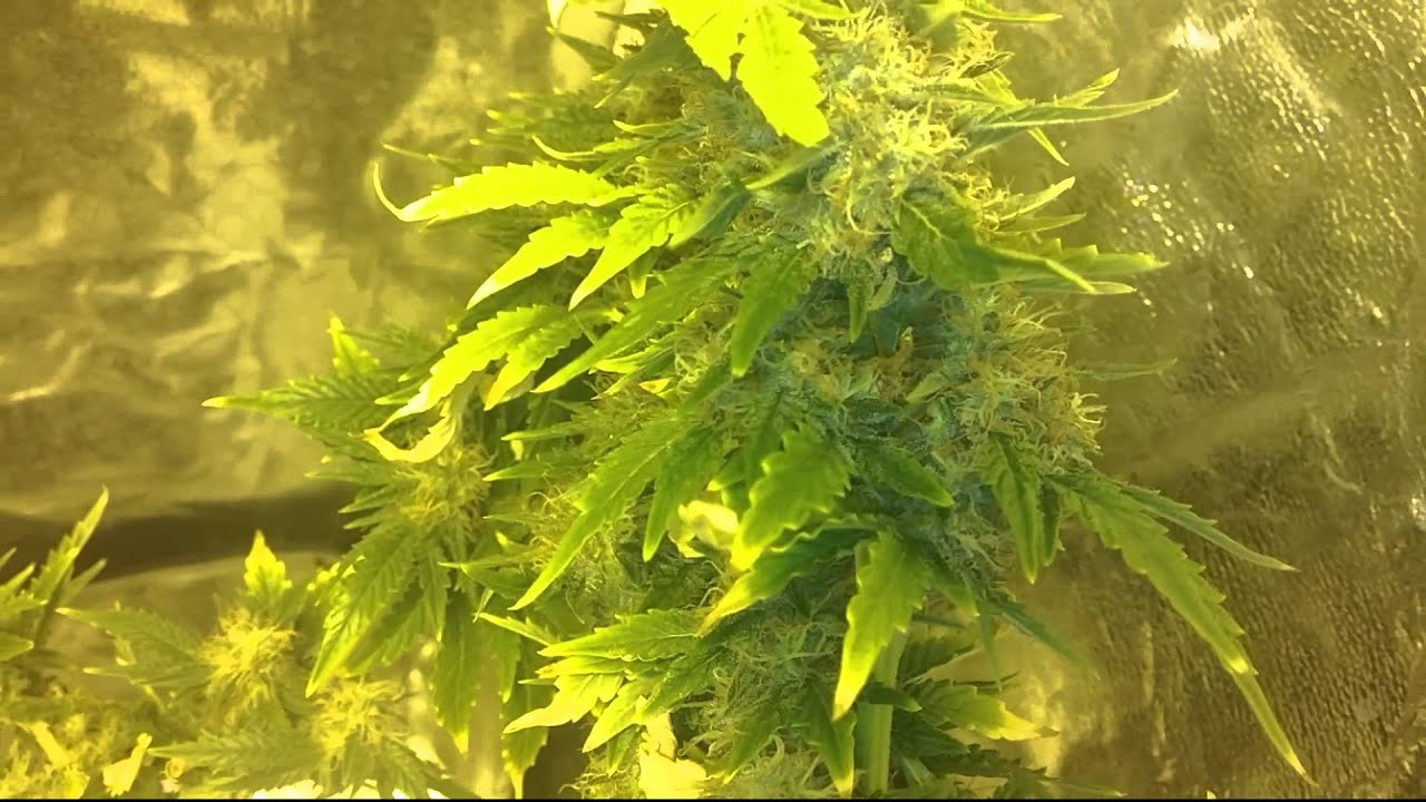Bubblegum day 42 flowering
