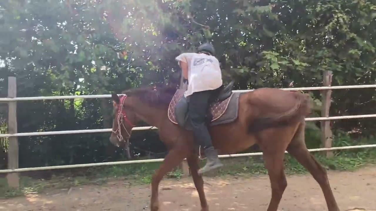 Bài Học Cưỡi Ngựa Tăng Cường Thể Lực