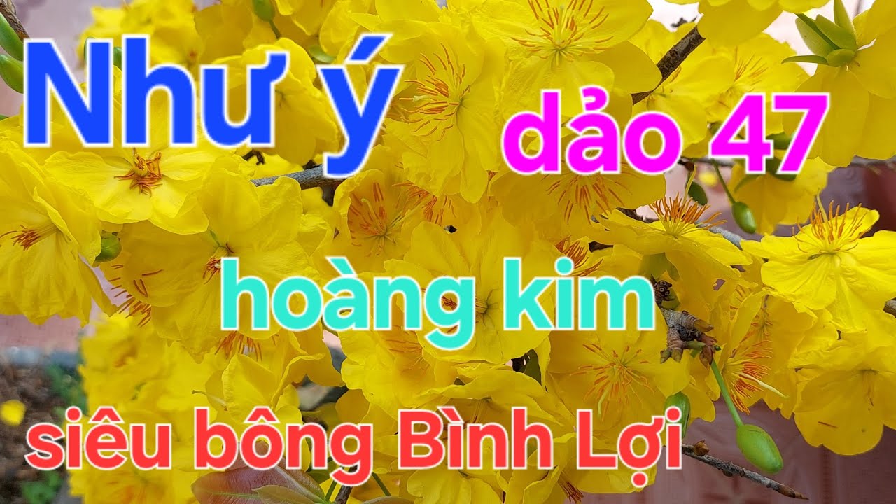 Ưu tiên nhược điểm của siêu bông Bình Lợi, dảo huỳnh tú, dảo hoàng kim,như ý..