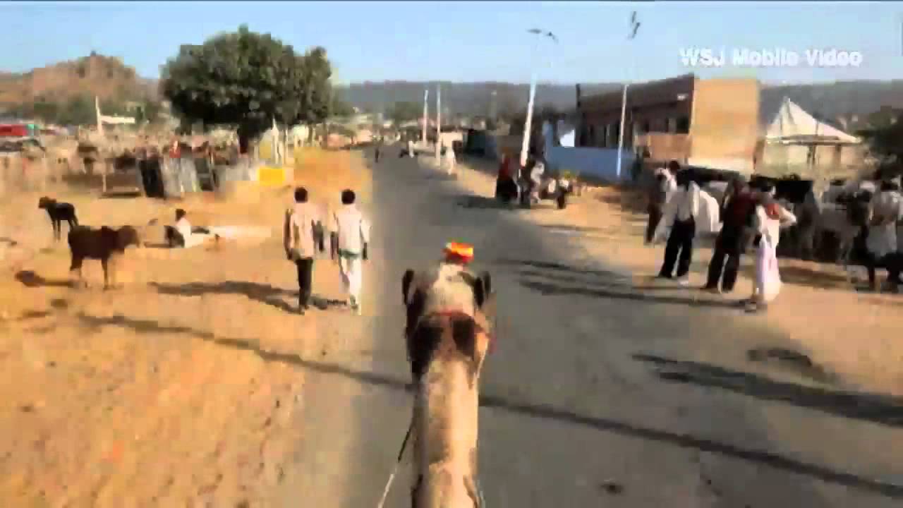 Annual Camel Fair in Pushkar, India