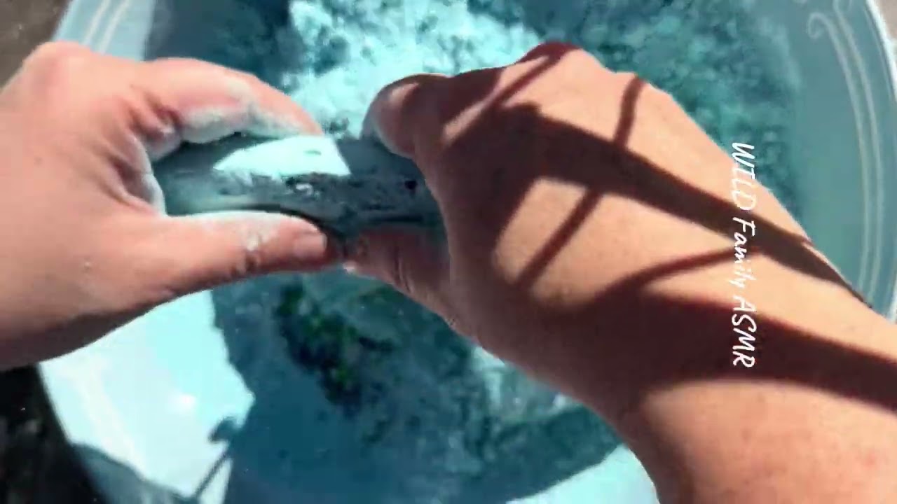 Blue gym chalk reforms🩵