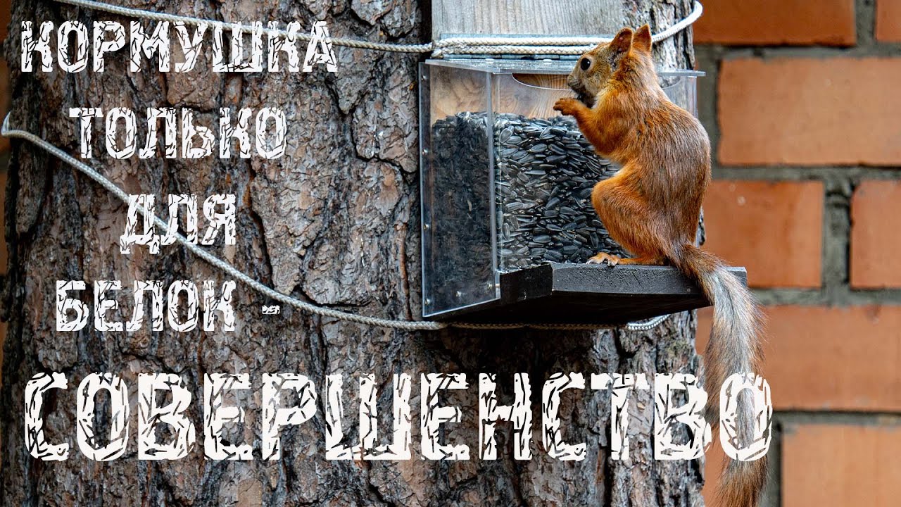 Кормушка только для белок может спасти птиц! Совершенство в длительной эксплуатации. Кормим белку.