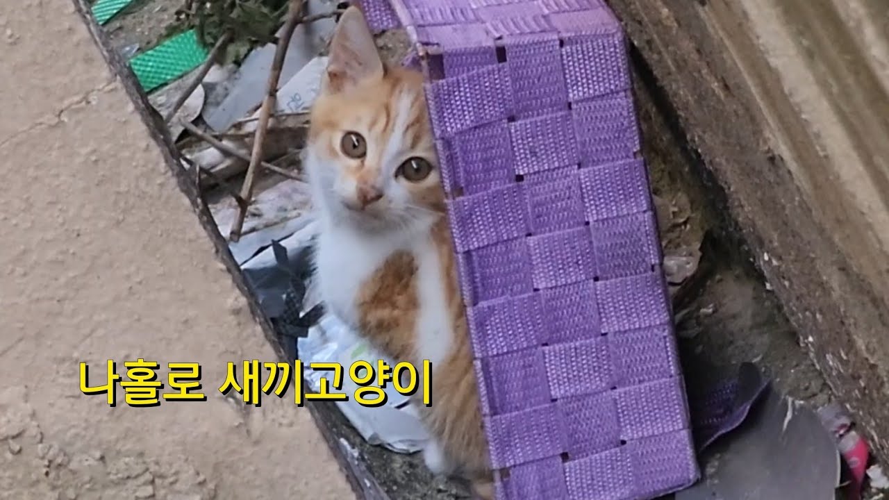 혼자 떨어져 매일 울고있는 새끼고양이를 구조했더니..