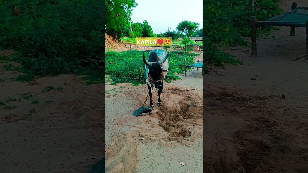 #gauprem #gaumatastatus #animalfarming #cowlover @KeharGeerkankrejcowsdairyfarm