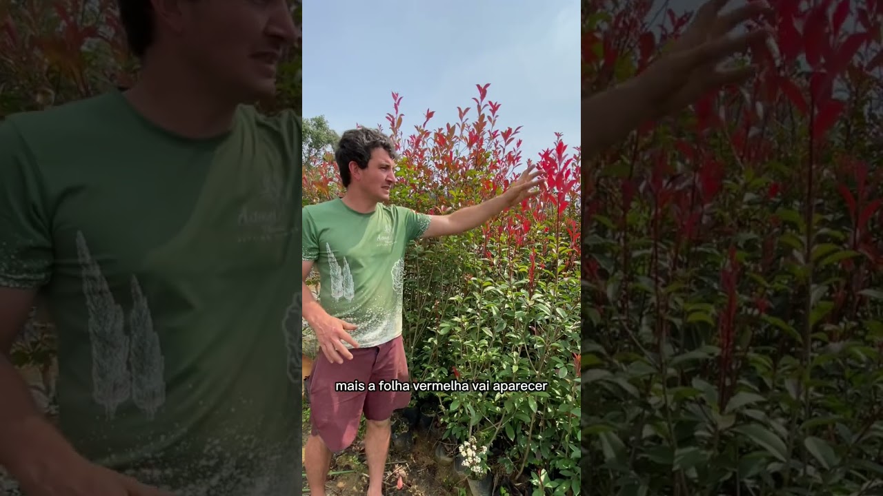 Tudo sobre a Photinia / Fotínia