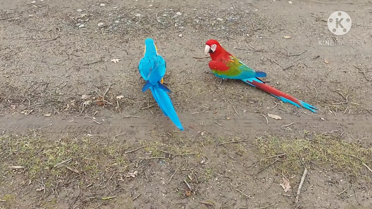 vol libre perroquets  ara chloroptere ara ararauna