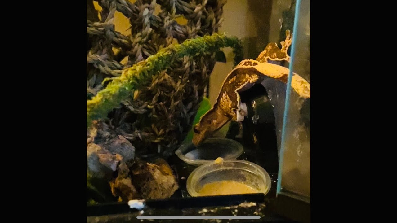 Crested Gecko drinking water (Rare video) worlds first 😎🦎