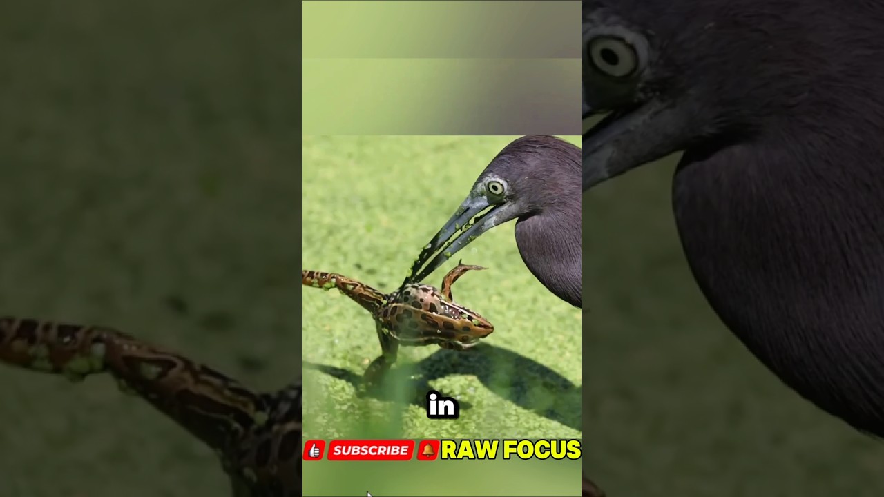 This Frog Never Stood a Chance… 😱
