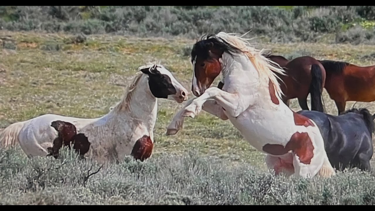 WILD HORSES OF AMERICA S2 E13 Stallions Fight in Wyoming by Karen King