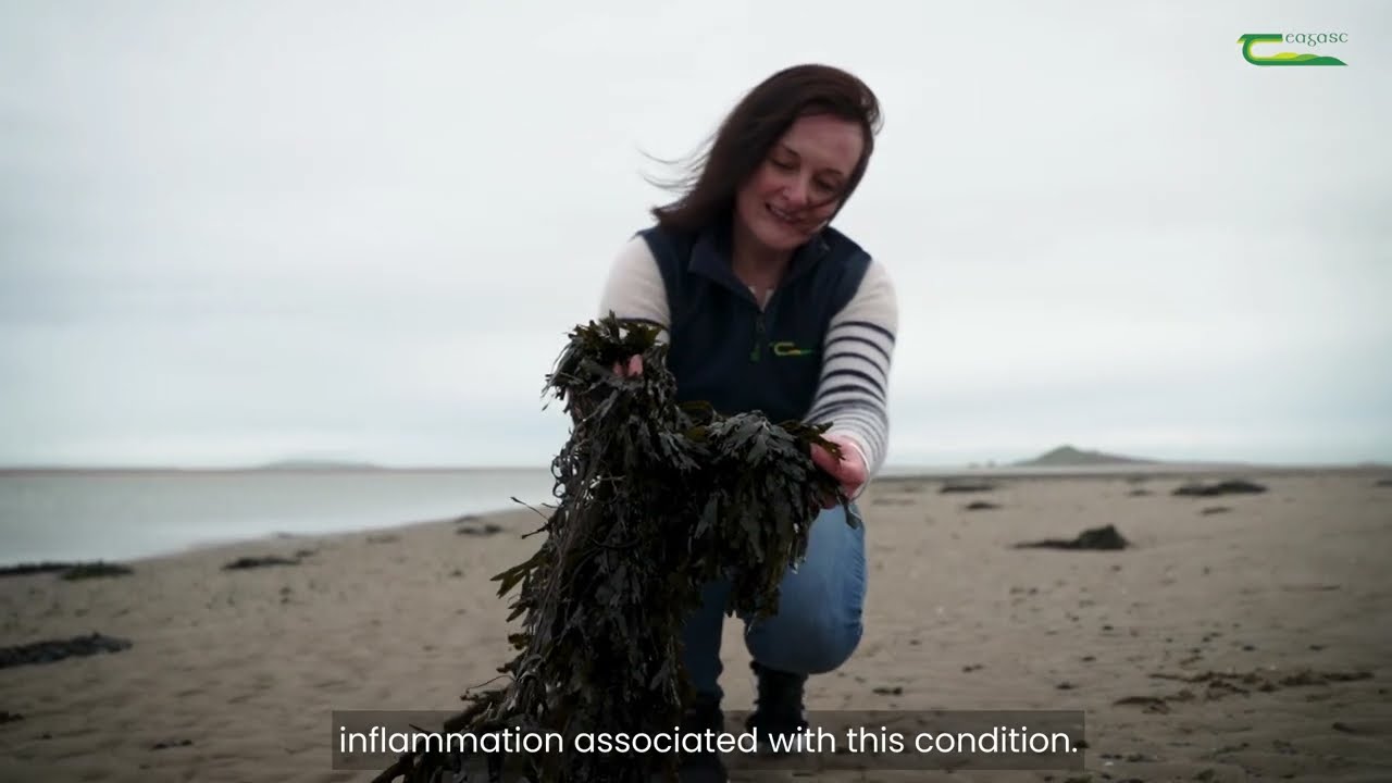 Seaweed and its role in reducing pain and inflammation from IBD