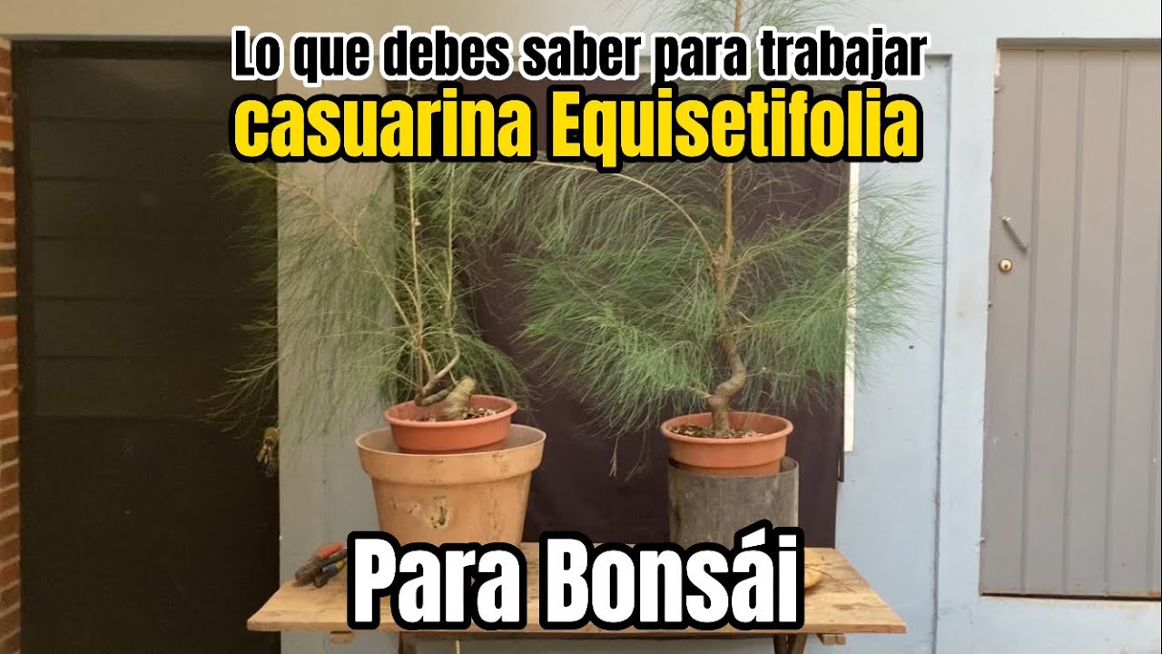 Casuarina Equisetifolia!!! Lo que debes saber para trabajarla en Bonsái.