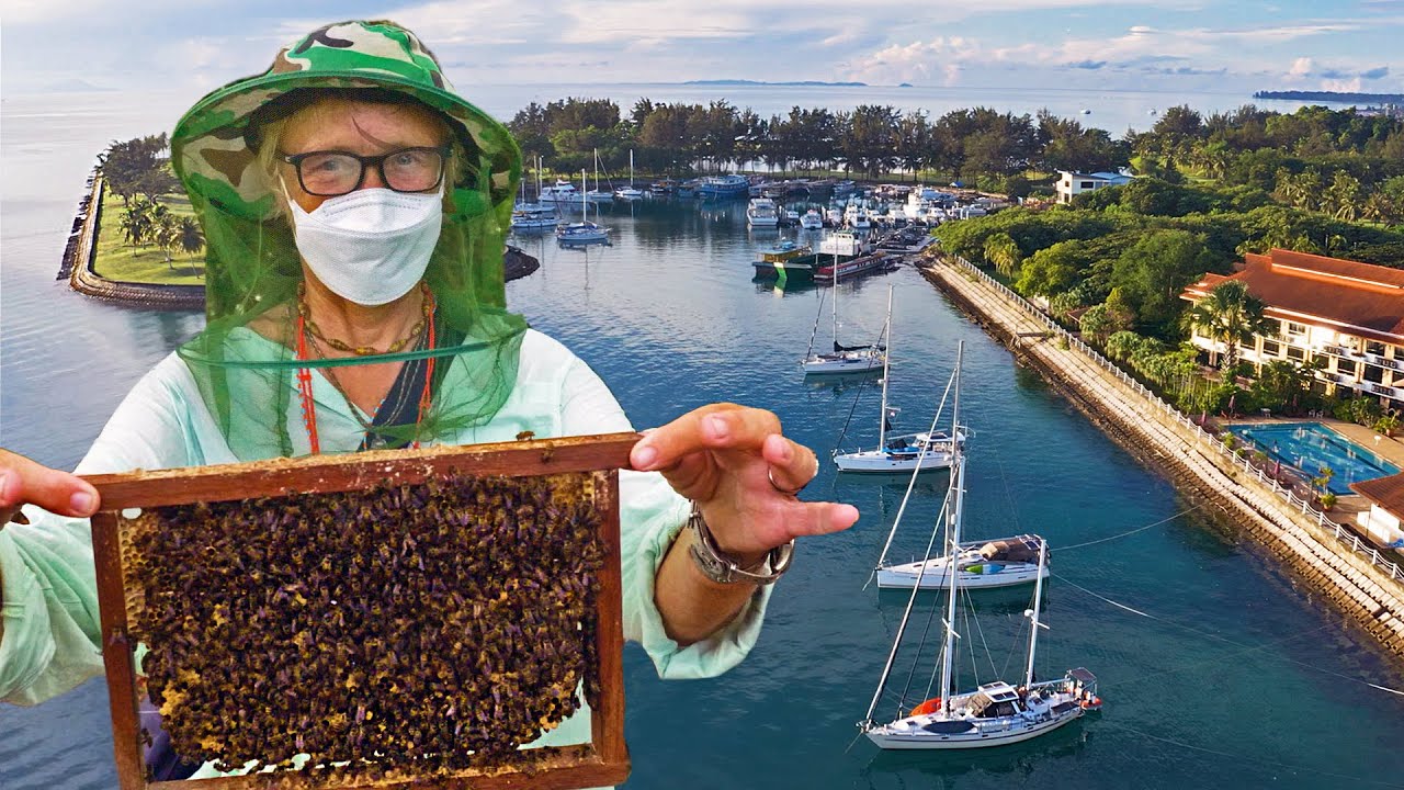 Ever handled wild bees? - Discover Sabah, Borneo Ep 210