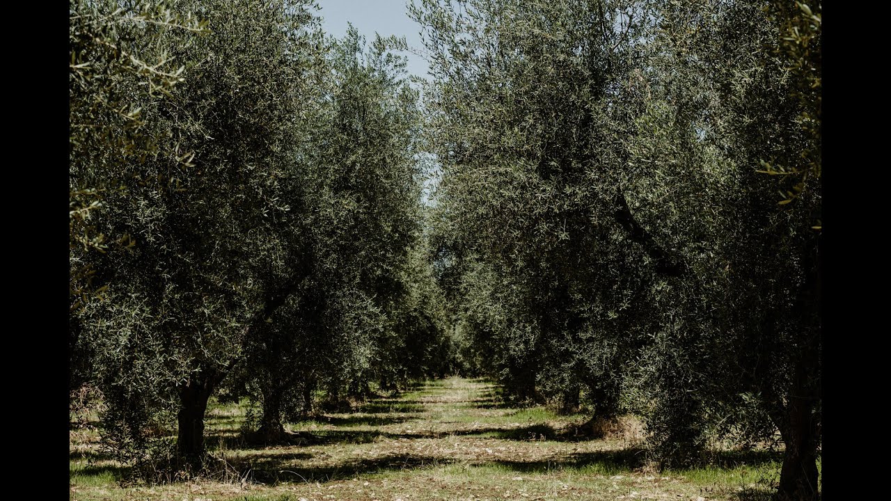 Oilivis - L'oliva del Gargano