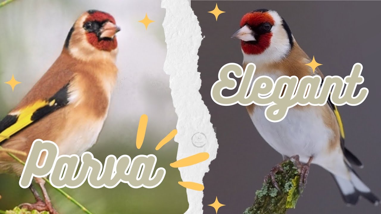 European Goldfinch: 'Parva' vs. 'Elegant'
