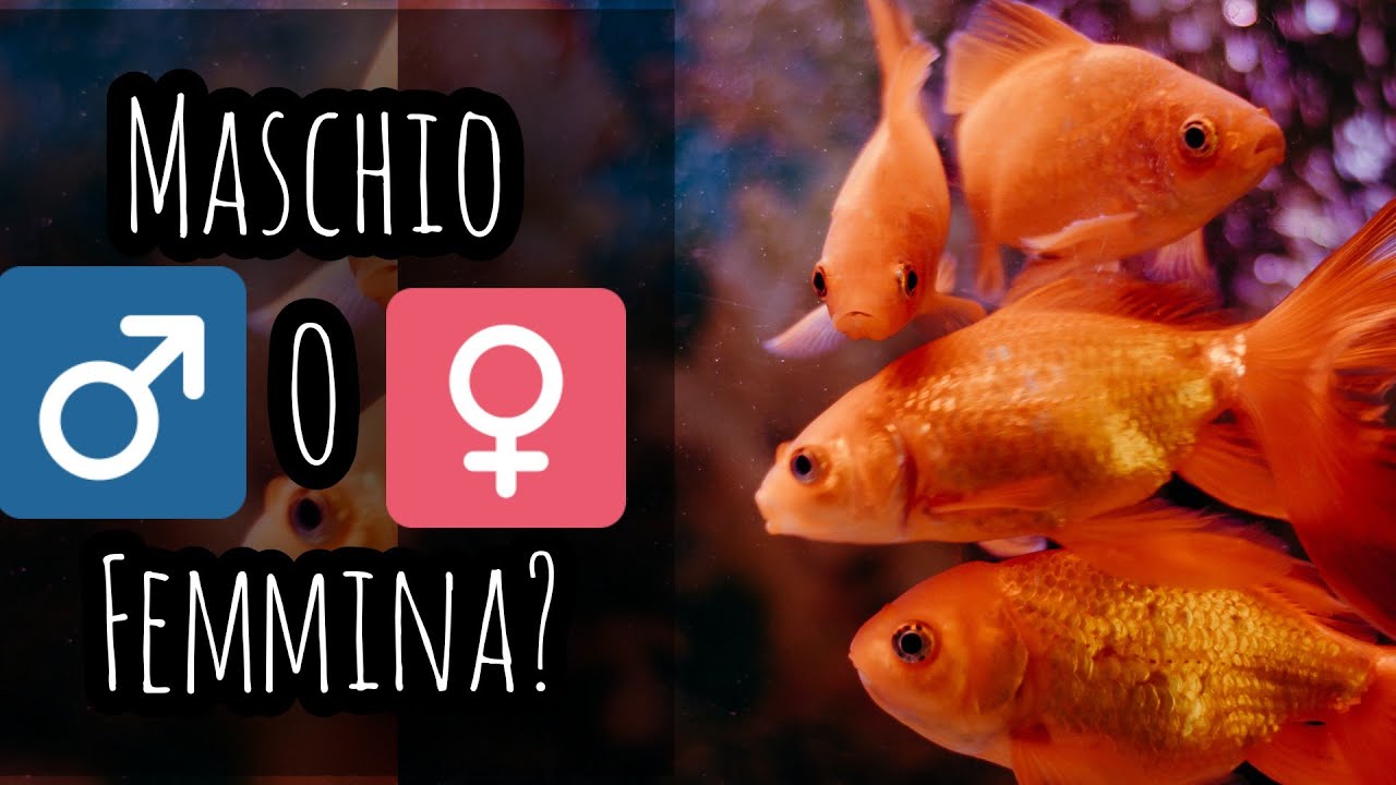 Pesce rosso maschio o femmina? Come distinguere i sessi in modo semplice.