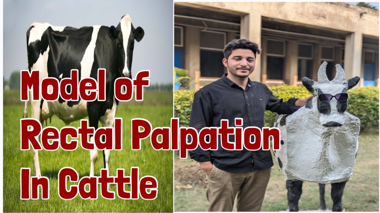 Model Of Rectal Palpation In Cattle 🐄 |Rectal Palpation in Cows| Reproductive tract of Cows|Project
