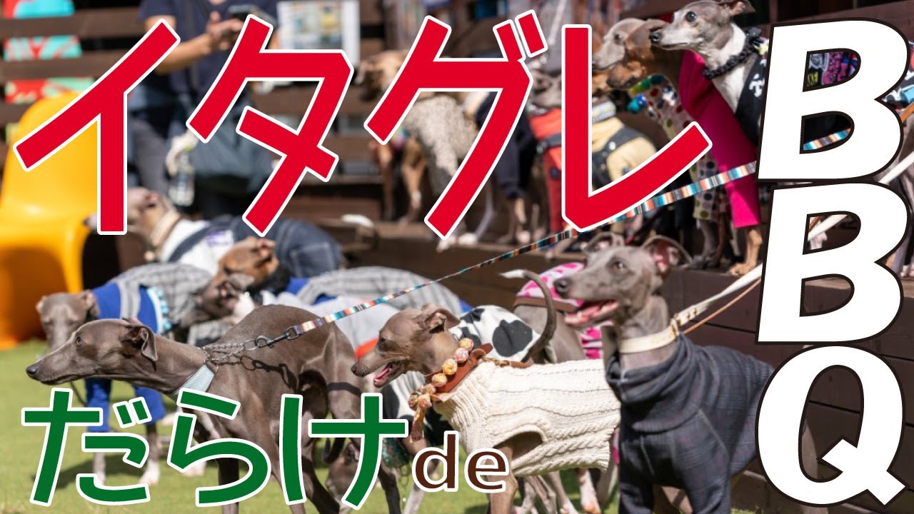 【しっぽ舗】イタグレだらけde BBQ