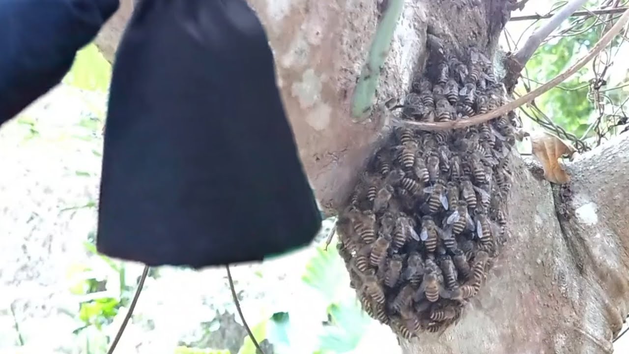 20240211 收野蜂全記錄｜Harvest wild bees