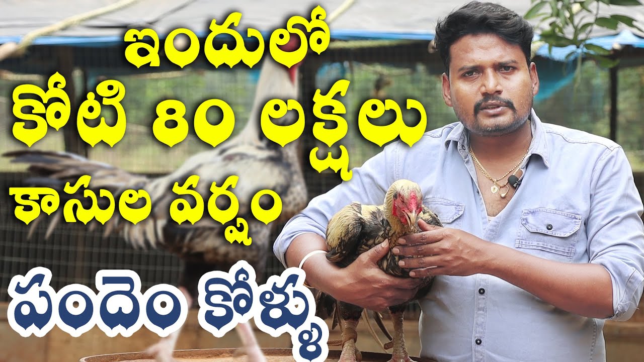 పందెంకోడి పెంపకం ఎలా ఉంటుందో తెలుసా || Jathi Kolla Pempakam Success Story