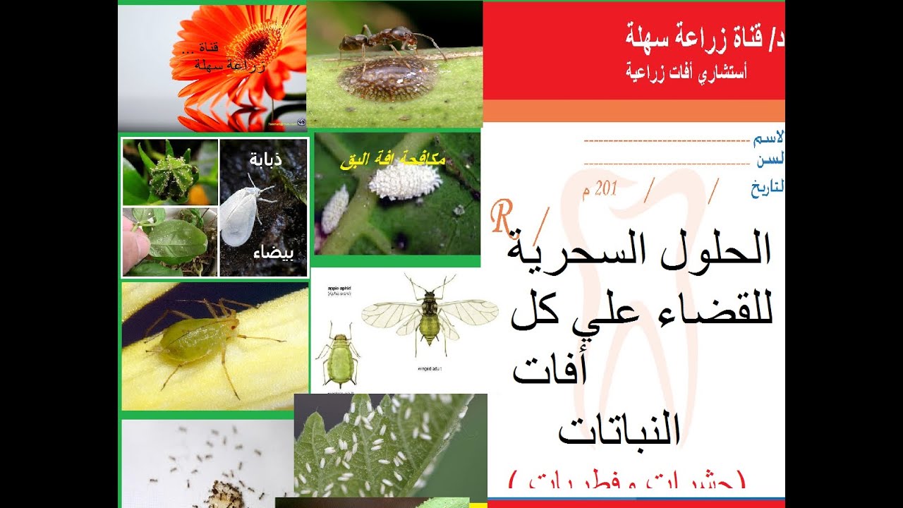 الحلول السحرية البسيطة للقضاء على كل افات النباتات بدون مبيدات ( حشرات وفطريات )