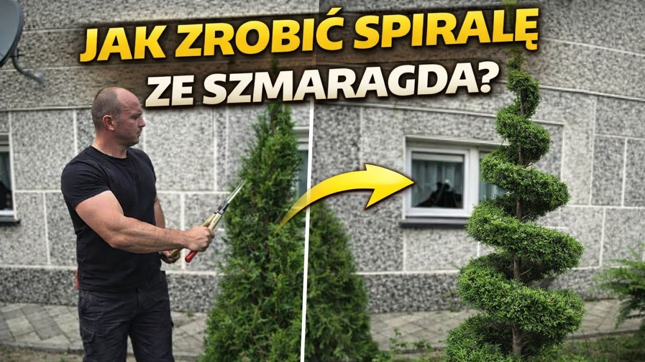 Pierwsze formowanie tuji w podwójna spirale / dobule spiral thuja