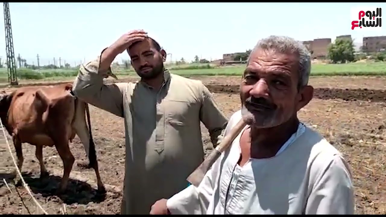 شاهد أخر محراث بقر في سوهاج يرجع تاريخه لأيام الفراعنة