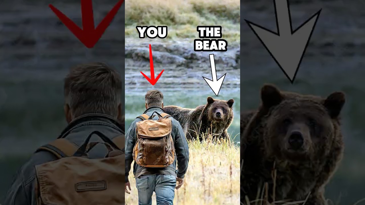 What to do if you meet a bear ?