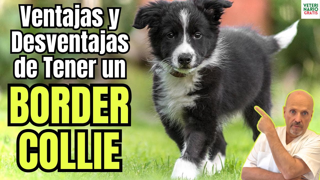 🧠🐕¿UN BORDER COLLIE para TI? 🤔 VENTAJAS y DESVENTAJAS de esta RAZA EXPLOSIVA 🔥 que NADIE te cuenta 🤫