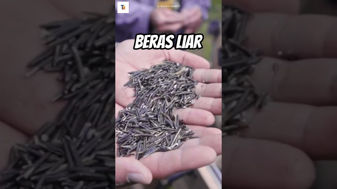 Beras Liar Asli Dari Alam 