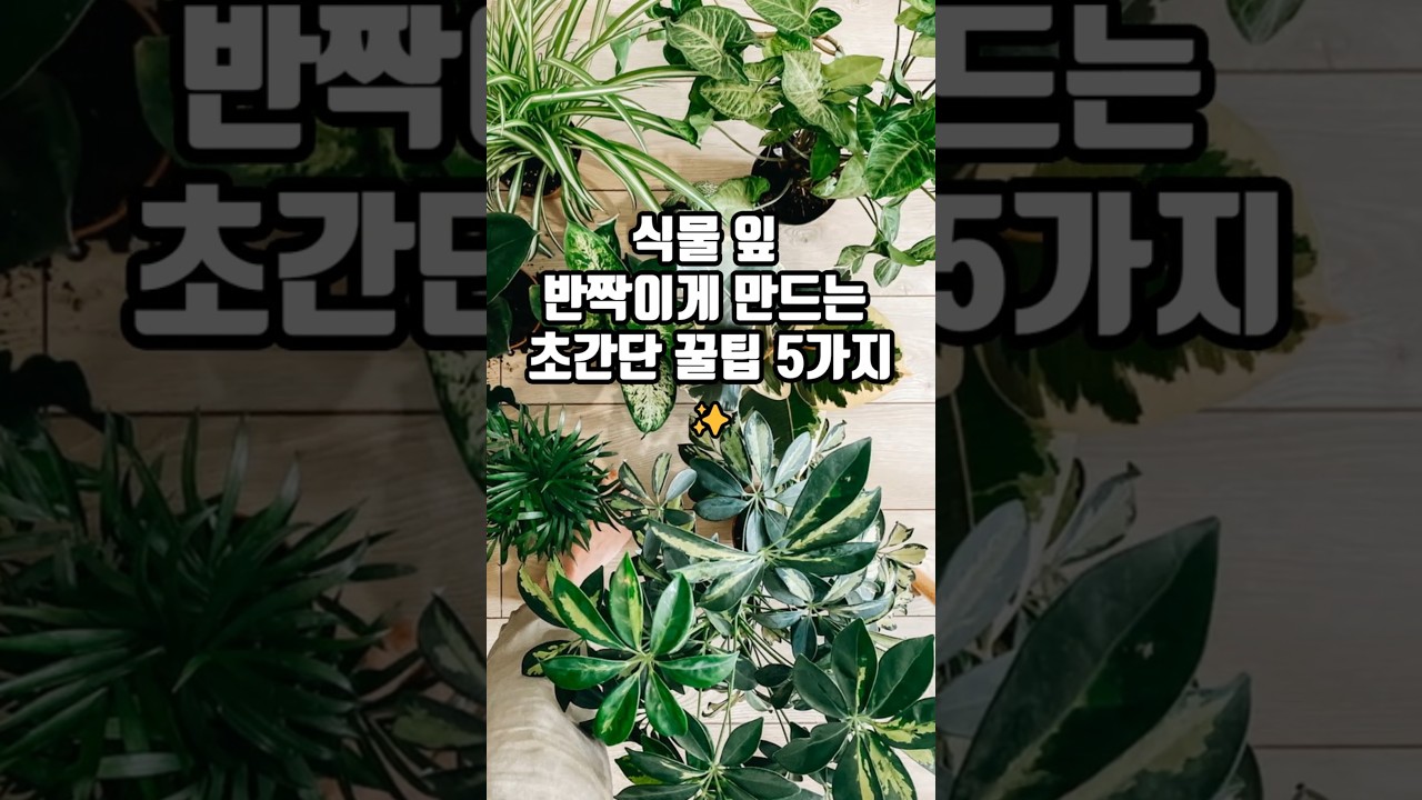식물잎 반짝이게 만드는 초간단 꿀팁 5가지