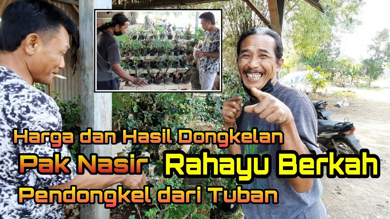 Cek Harga dan Hasil dongkelan di Lapak Pak Nasir Pendongkel dari Tuban