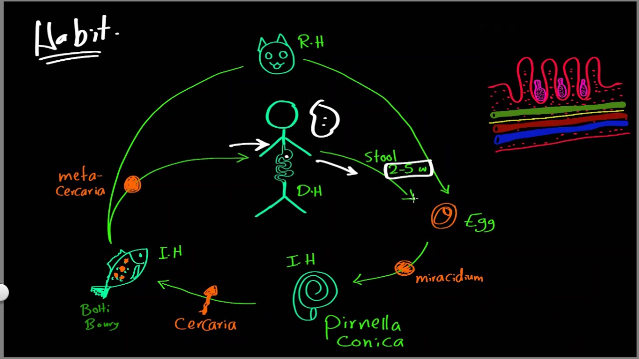 Parasitology 04 H hetrophyes »DrMoaz